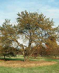 Crabapple: Malus prunifolia Xanthocarpa