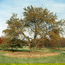 Crabapple: Malus prunifolia Xanthocarpa