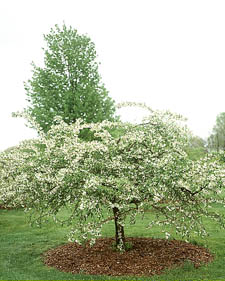 Flowering crabapple: Malus Ann E.