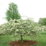 Flowering crabapple: Malus Ann E.