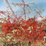 Flowering crabapple: Malus Coral Cascade