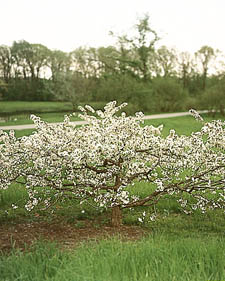 Flowering crabapple: Malus Mary Potter