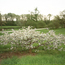 Flowering crabapple: Malus Mary Potter