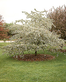Flowering crabapple: Malus Molten Lava