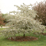 Flowering crabapple: Malus Molten Lava