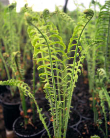 Ostrich fern: Matteuccia struthiopteris