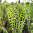 Ostrich fern: Matteuccia struthiopteris