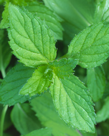 Spearmint: Mentha spicata The Best