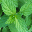 Spearmint: Mentha spicata The Best