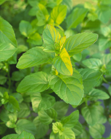 White Peppermint: Mentha x piperita