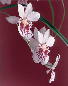 Pansy orchid: Miltoniopsis phalaenopsis