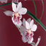 Pansy orchid: Miltoniopsis phalaenopsis