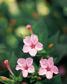 Four-o-clock: Mirabilis jalapa Tea Time Rose