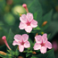 Four-o-clock: Mirabilis jalapa Tea Time Rose