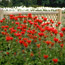 Bee balm: Monarda didyma Cambridge Scarlet