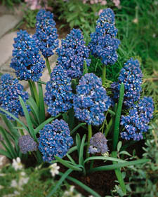 Grape hyacinth: Muscari armeniacum Blue Spike