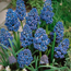 Grape hyacinth: Muscari armeniacum Blue Spike