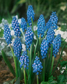 Grape hyacinth: Muscari armeniacum Cantab