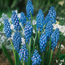 Grape hyacinth: Muscari armeniacum Cantab