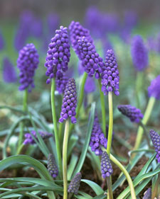 Grape hyacinth: Muscari armeniacum Christmas Pearl