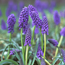 Grape hyacinth: Muscari armeniacum Christmas Pearl