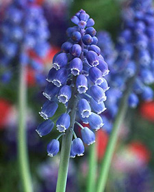 Grape hyacinth: Muscari armeniacum