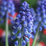 Grape hyacinth: Muscari armeniacum