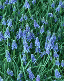 Grape hyacinth: Muscari azureum