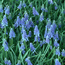 Grape hyacinth: Muscari azureum