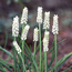 White grape hyacinth: Muscari botryoides Album