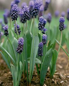 Grape hyacinth: Muscari latifolium