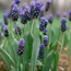 Grape hyacinth: Muscari latifolium