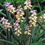 Grape hyacinth: Muscari muscarimi
