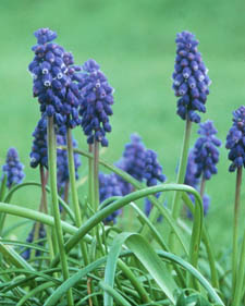 Grape hyacinth: Muscari neglectum