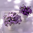 Myosotis sylvatica