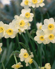 Miniature daffodil: Narcissus Minnow