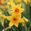 Daffodil: Narcissus Suzy