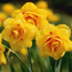 Narcissus Tahiti