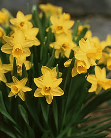 Miniature daffodil: Narcissus Tete-a-Tete