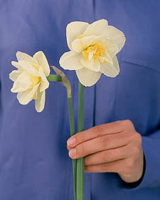 Daffodil: Narcissus White Lion