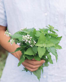 Catnip: Nepeta cataria