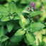 Catmint: Nepeta racemosa