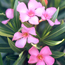 Oleander: Nerium oleander Hardy Pink