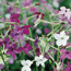 Flowering tobacco: Nicotiana alata Perfect Mix