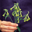 Flowering tobacco: Nicotiana langsdorfii