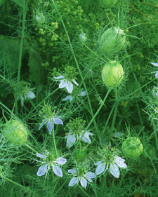 Black cumin: Nigella sativa
