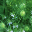 Black cumin: Nigella sativa