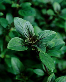 Basil: Ocimum basilicum African Blue
