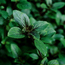 Basil: Ocimum basilicum African Blue