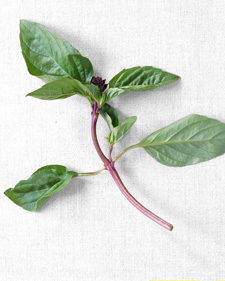 Anise basil: Ocimum basilicum Anise
